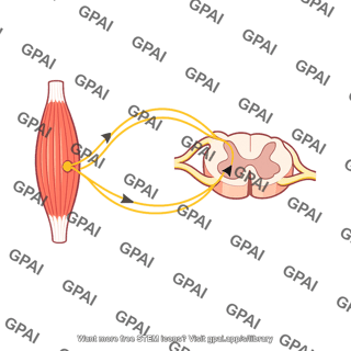 Stretch reflex stretched muscle