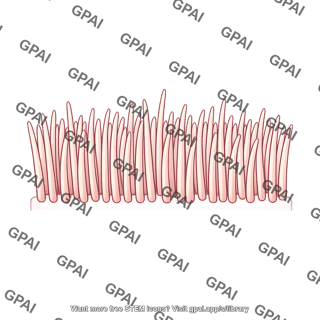 Cilia
