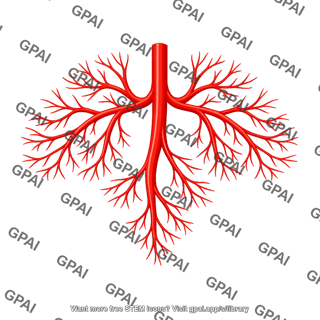 Peripheral arterial tree