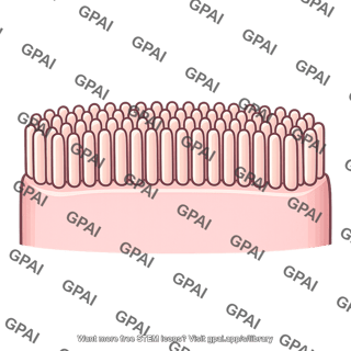 Intestinal epithelial cell brush border