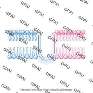Membrane bilayer t tubule 1