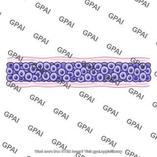 Inner nuclear layer