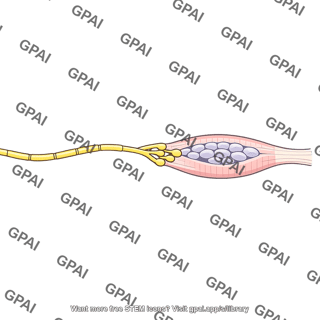 Dynamic gamma fiber
