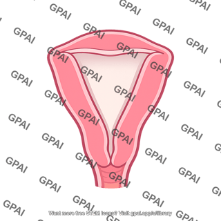 Uterus cavity