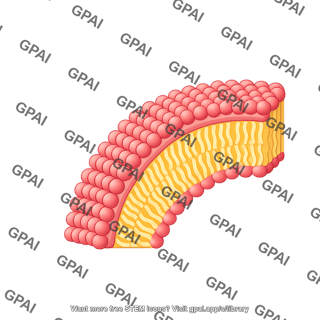 Wavy membrane bilayer round quarter