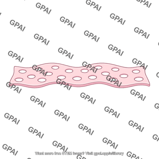 Glomerular capillary endothelium