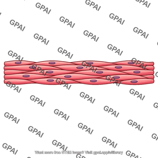 Smooth muscle layer longitudinal