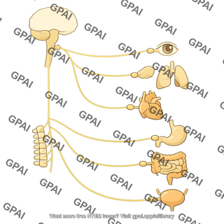 Parasympathetic nervous system