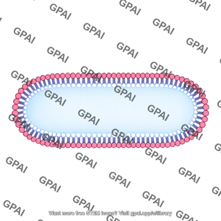 Membrane bilayer x long filled vesicle stage 4 side