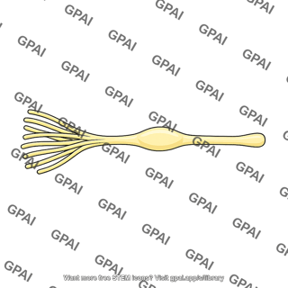 Dorsal spinal root