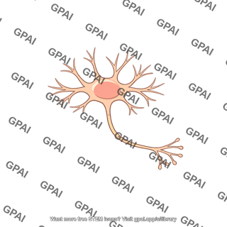 Interneuron spinal cord