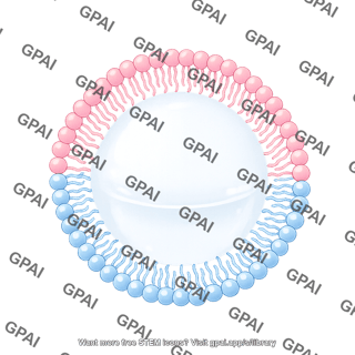 Membrane bilayer arc filled vesicle stage 2