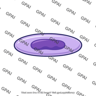 Muscle nucleus