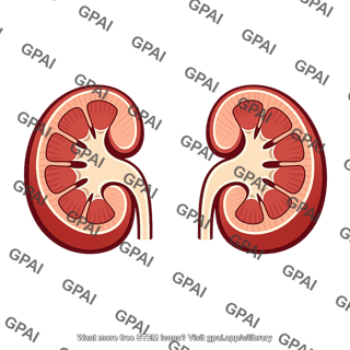 Paired kidneys cutaway