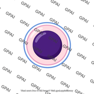 Immature germ cell