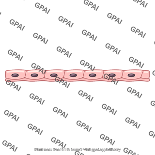 Simple squamous epithelium