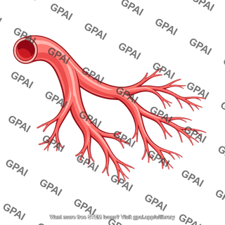Branching pulmonary blood vessel