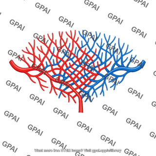 Muscle vasculature