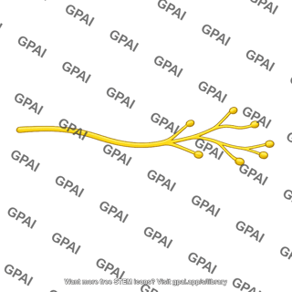 Sympathetic vasodilator nerve fiber