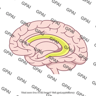 Limbic association area medial band