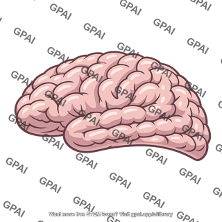 Cerebral cortex