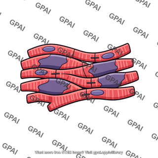 Cardiac muscle refractory