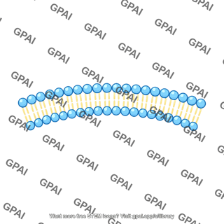 Phospholipid bilayer