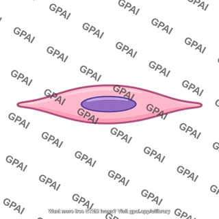 Gut smooth muscle