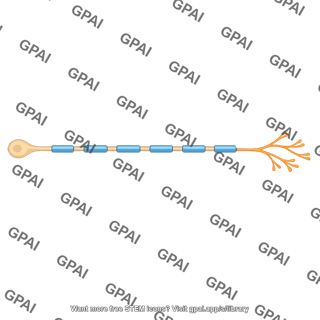 Motor nerve fiber small