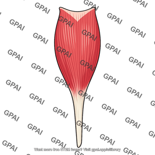 Soleus muscle