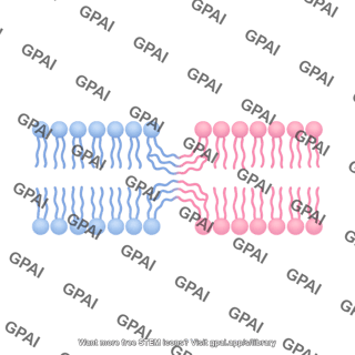 Membrane bilayer