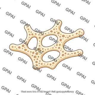 Bone trabecula