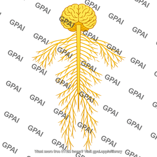 Nervous system