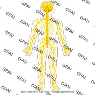 Human nervous system