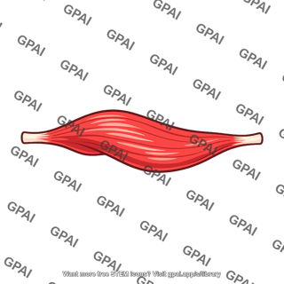 Skeletal muscle