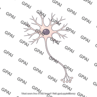 Inhibitory interneuron