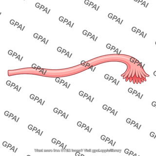 Fallopian tube