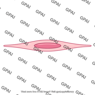 Visceral smooth muscle cell stretched