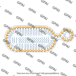 Pill shaped membrane with vesicle and bud bilayer large stage 2