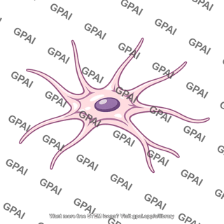 Myoepithelial cell
