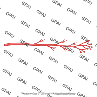 Sympathetic nerve fiber postganglionic