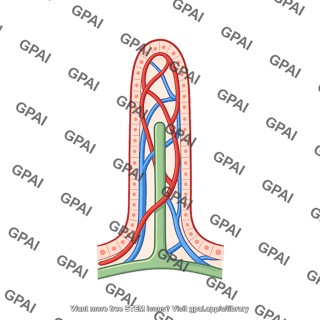 Intestinal villus vasculature lacteal