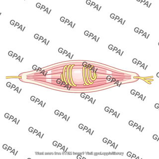 Muscle spindle