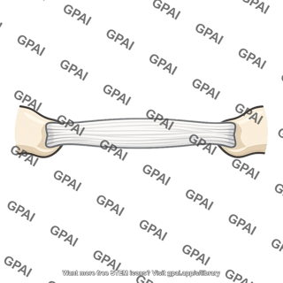 Ligament