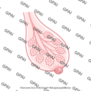 Mammary gland postlactation