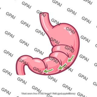 Stomach peristalsis