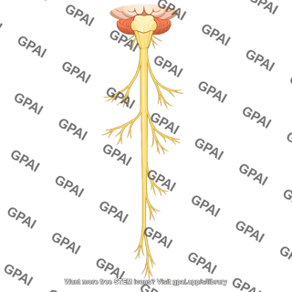 Tenth cranial nerve