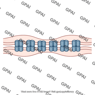 Electrical synapse