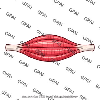 Skeletal muscle