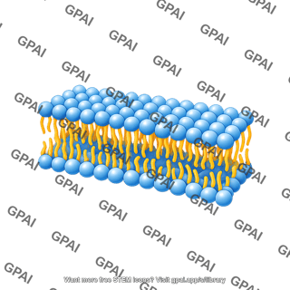 Phospholipid membrane 3d medium
